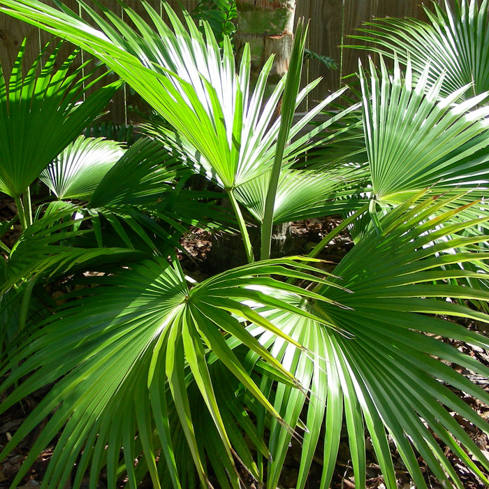 CHINESE FAN PALM (LIVISTONA CHINENSIS) - Golden Seed