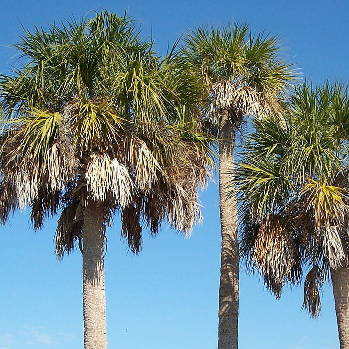 Sabal Palm - VerdeGo