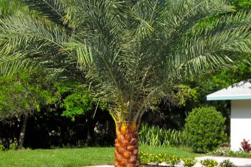 North Florida Plants Palms Trees, Dwarf Bushes For Landscaping In Florida
