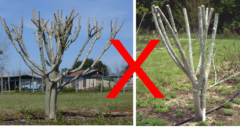 Crape Myrtle Pruning Featured Image