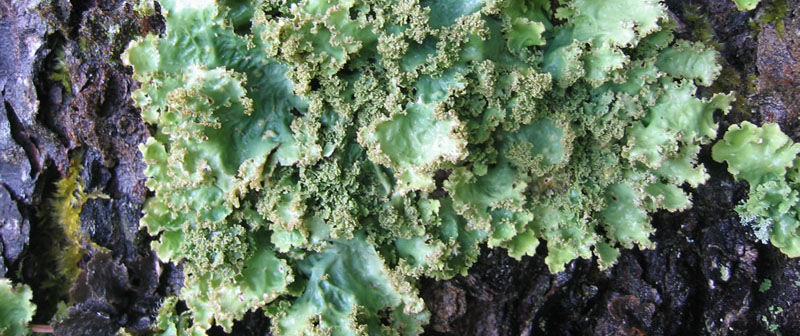 Lichens Featured Image