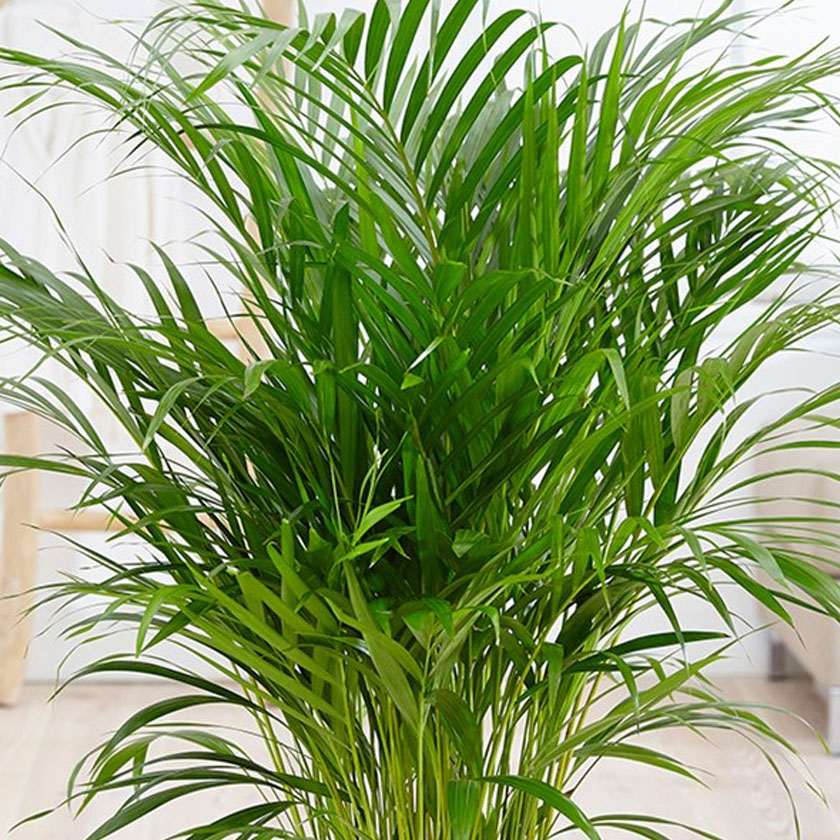 bamboo palm verdego plant plants