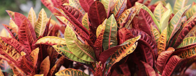 Plant of the Week: Crotons Featured Image