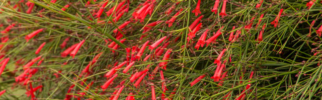 Plant of the Week: Firecracker Plant Featured Image