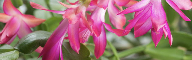 Christmas Cactus! Featured Image
