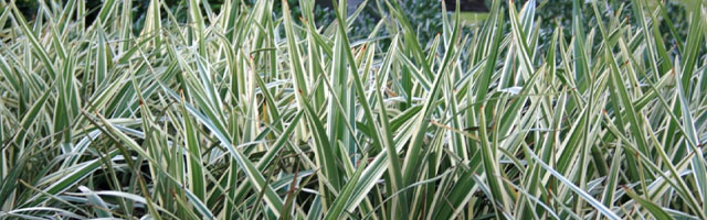 Plant of the Week: Flax Lilly Featured Image