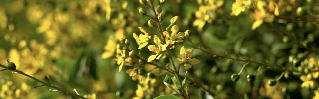 Plant of the Week: Thyrallis Featured Image