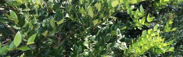 Plant of the Week: Green Ligustrum Featured Image