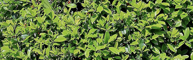 Plant of the Week: East Palatka Holly Featured Image