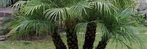 Plant of the Week: Pygmy Date Palm Featured Image