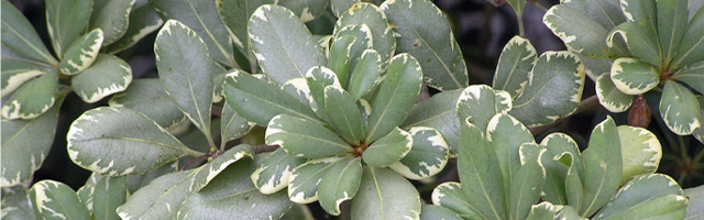 Plant of the Week: Pittosporum Featured Image