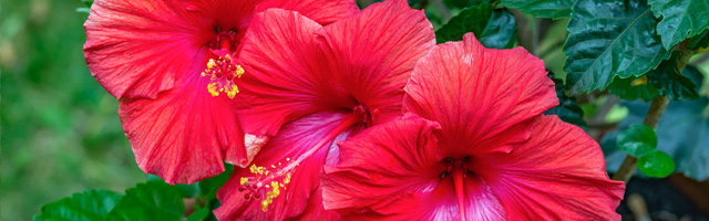 Plant of the Week: Hibiscus Featured Image
