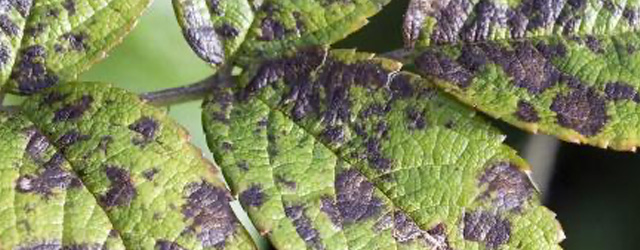 Fungal Disease in the Garden Featured Image