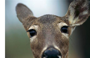Deer Resistant Featured Image