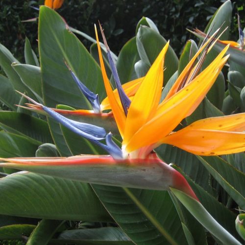 Bird of Paradise - Orange - VerdeGo