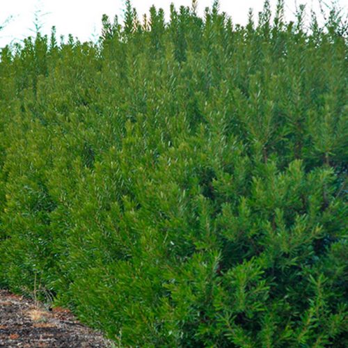 Southern Wax Myrtle - VerdeGo