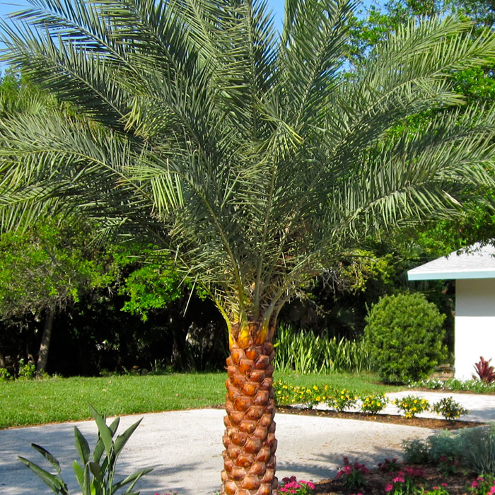 Sylvester Date Palm Tree