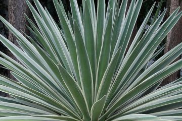 Agaves Featured Image