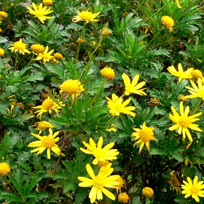 daisy bush plant shrub verdego type