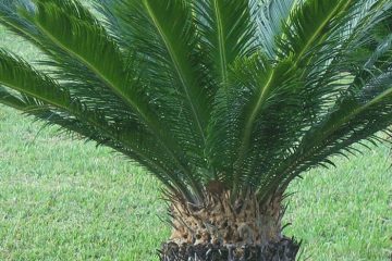 North Florida Plants Palms Trees, North Florida Landscape Shrubs
