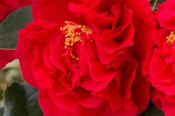 Camellias Featured Image