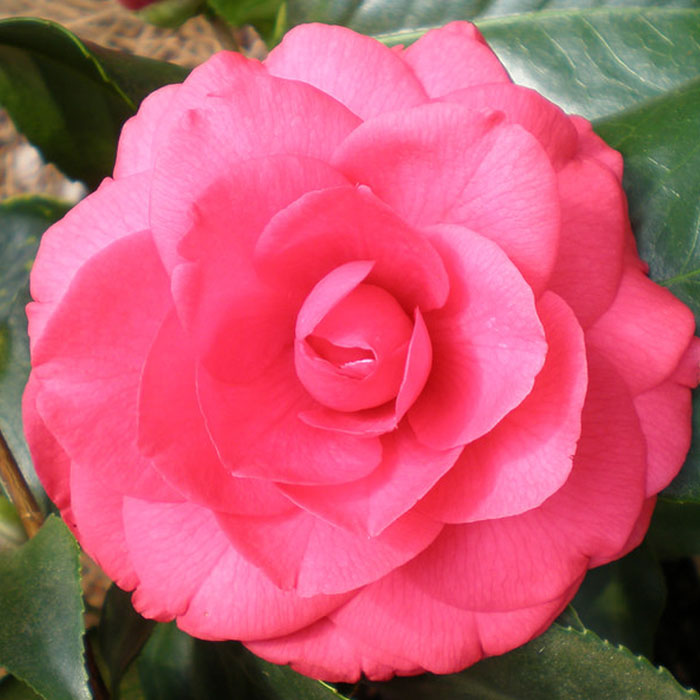 Camellia Japonica 'Rose Dawn' - VerdeGo