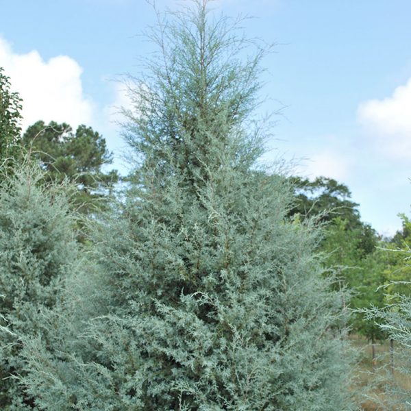 Carolina Sapphire Arizona Cypress - VerdeGo
