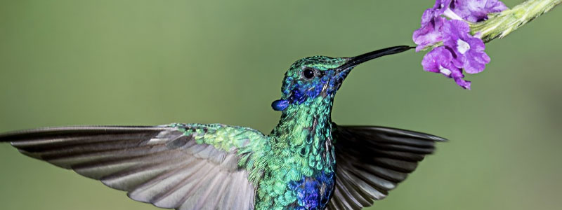 Hummingbirds are BACK! Featured Image