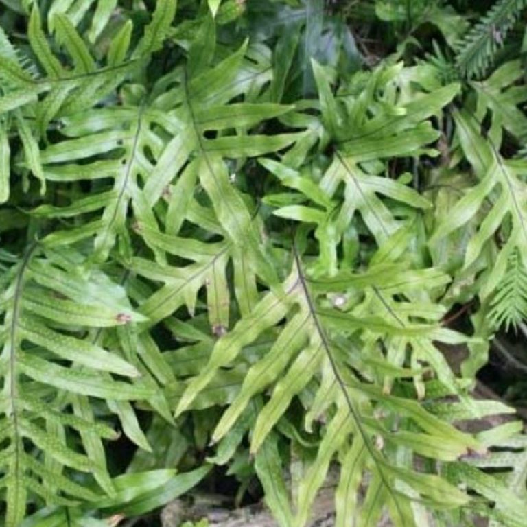 Kangaroo Fern - VerdeGo