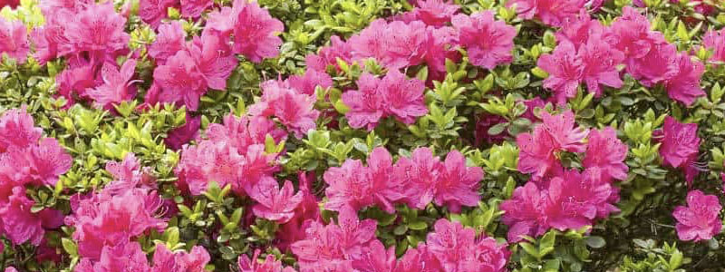 Plant of the Week: Azaleas Featured Image
