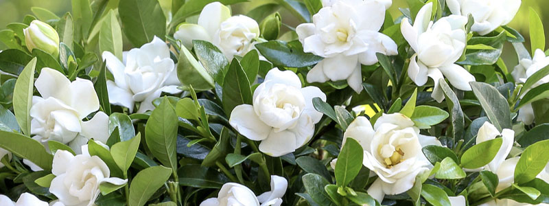 Plant of the Week: Gardenias Featured Image