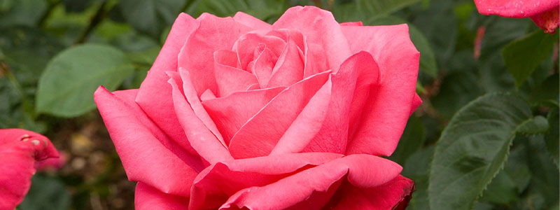 Plant of the Week: Roses Featured Image
