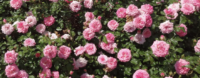 Plant of the Week: Drift Roses Featured Image