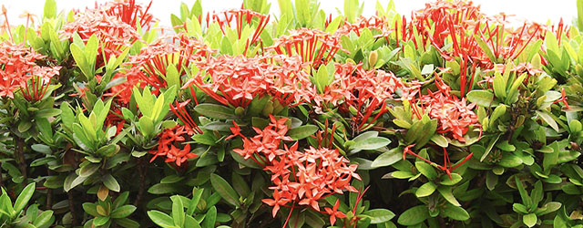 Plant of the Week: Ixora Featured Image