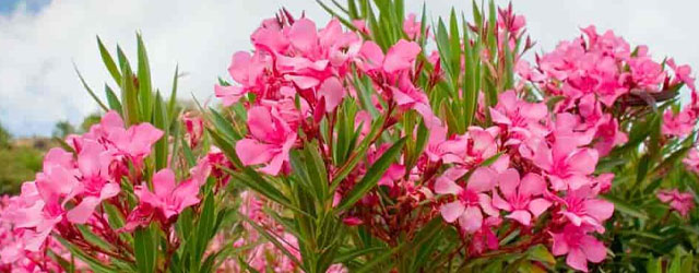 Plant of the Week: Oleander Featured Image