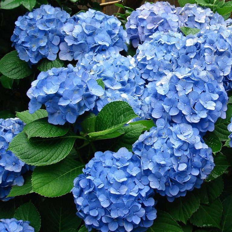 Hydrangea - VerdeGo