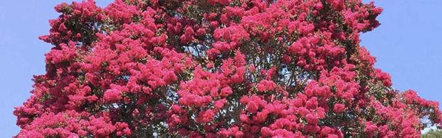 Plant of the Week: Crape Myrtles Featured Image