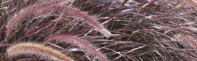Plant of the Week: Fountain Grass Featured Image