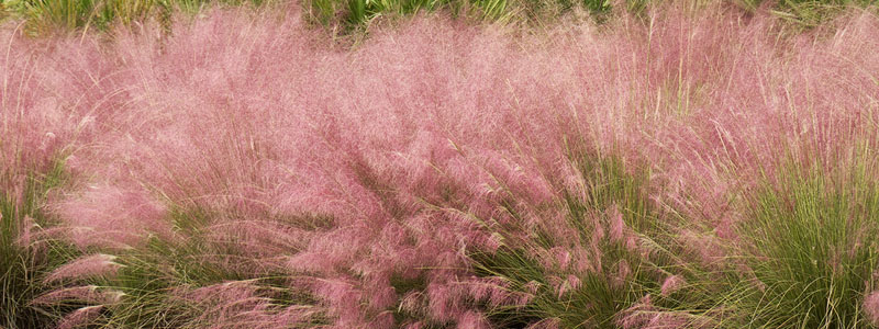 Plant of the Week: Muhly Grass Featured Image
