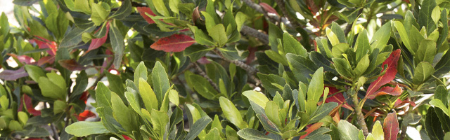 Plant of the Week: Eleocarpus Featured Image