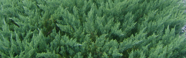 Plant of the Week: Juniper Parsoni Featured Image