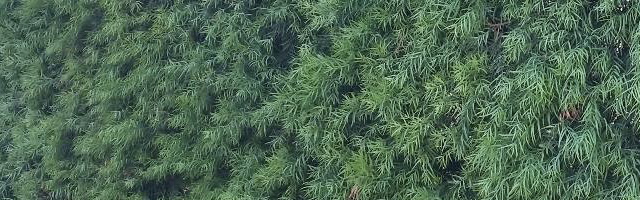Plant of the Week: Podocarpus Featured Image