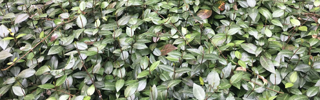 Plant of the Week: Asiatic Jasmine Featured Image