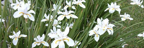 Plant of the Week: African Iris Featured Image