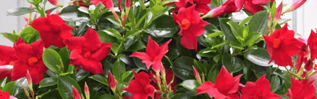 Plant of the Week: Dipladenia Featured Image