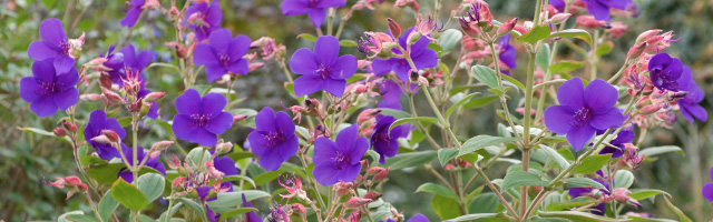 Plant of the Week: Tibouchina Princess Flower Featured Image