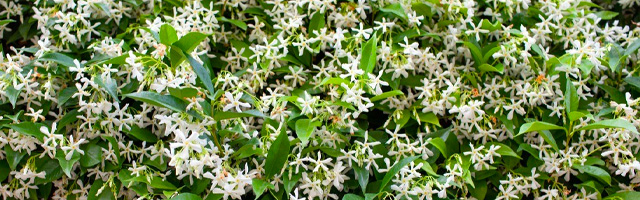 Plant of the Week: Confederate Jasmine Featured Image