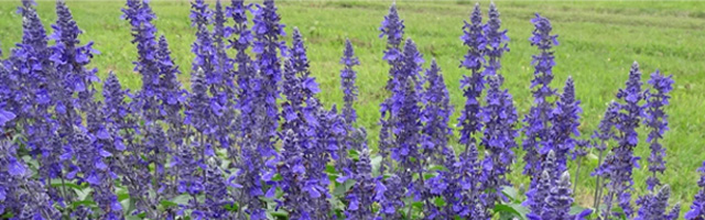 Plant of the Week: Salvia Mystic Spires Featured Image