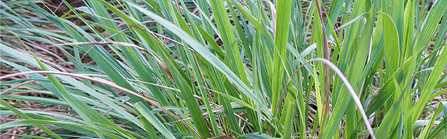 Plant of the Week: Fakahatchee Grass Featured Image