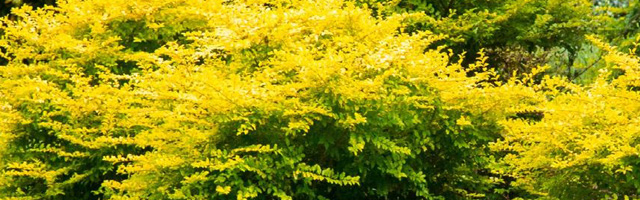 Plant of the Week: Ligustrum Sunshine Featured Image